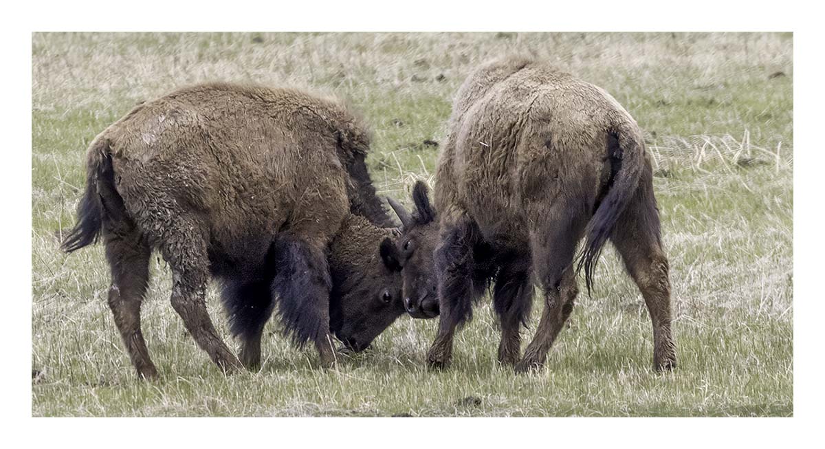 BCJ Spring in Yellowstone - Grand Teton