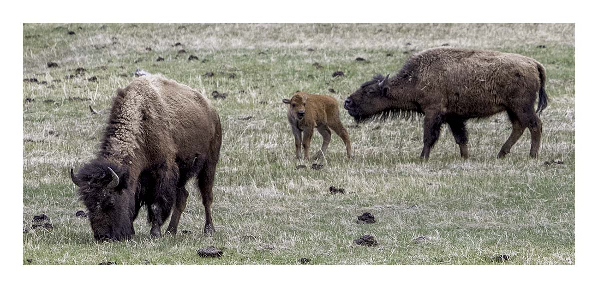 BCJ Spring in Yellowstone - Grand Teton
