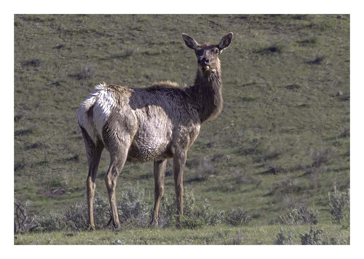 BCJ Spring in Yellowstone - Grand Teton