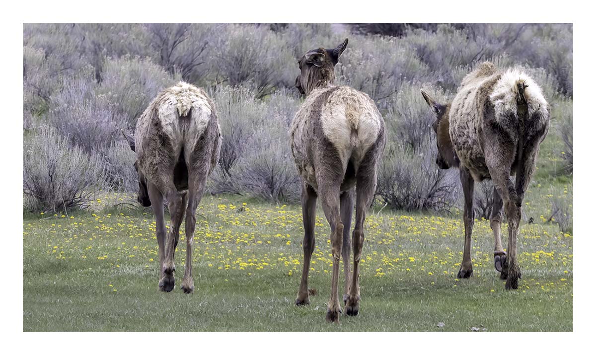 BCJ Spring in Yellowstone - Grand Teton