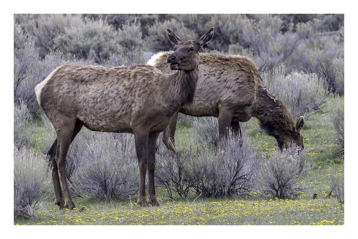 BCJ Spring in Yellowstone - Grand Teton