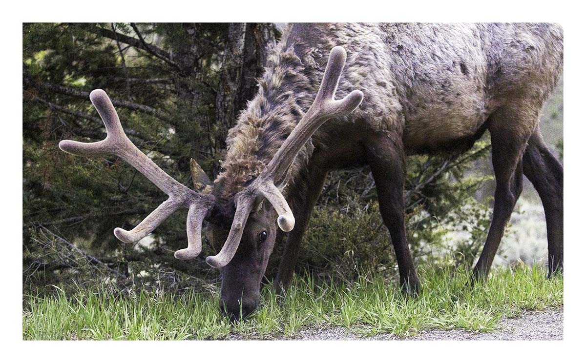BCJ Spring in Yellowstone - Grand Teton