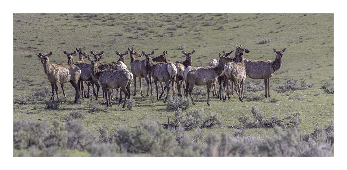 BCJ Spring in Yellowstone - Grand Teton