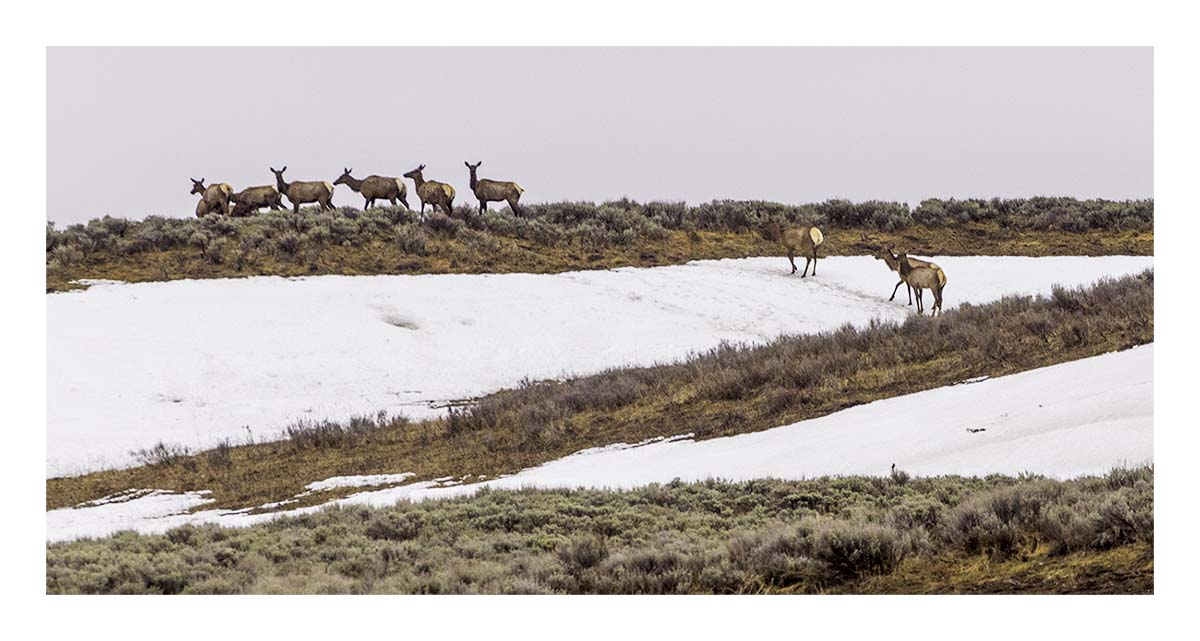 BCJ Spring in Yellowstone - Grand Teton