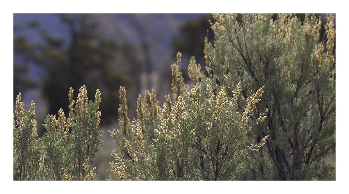 BCJ Spring in Yellowstone - Grand Teton