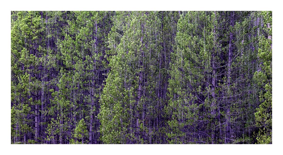 BCJ Spring in Yellowstone - Grand Teton