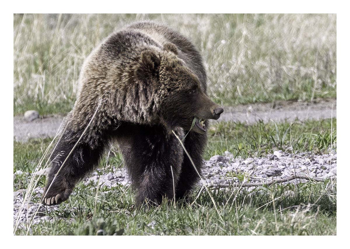 BCJ Spring in Yellowstone - Grand Teton