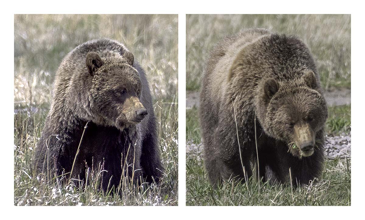 BCJ Spring in Yellowstone - Grand Teton