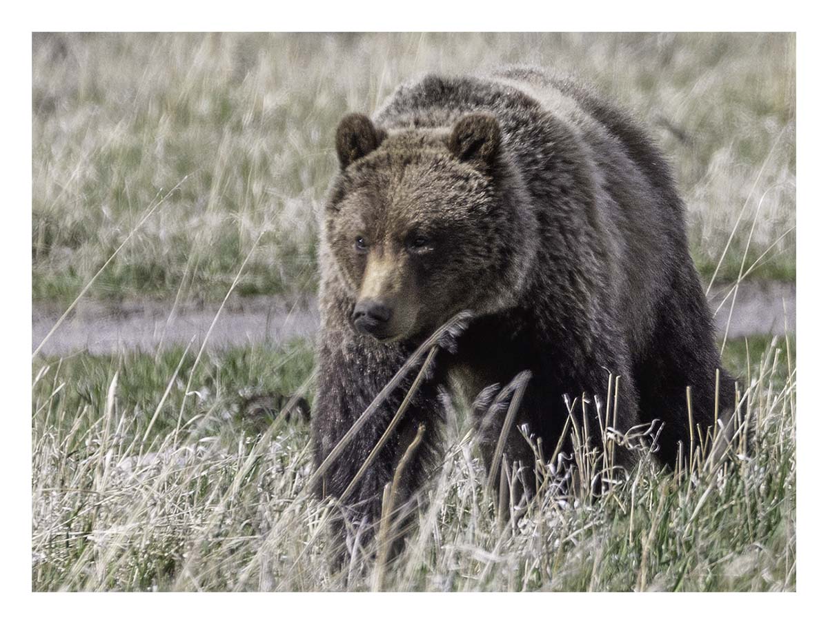 BCJ Spring in Yellowstone - Grand Teton