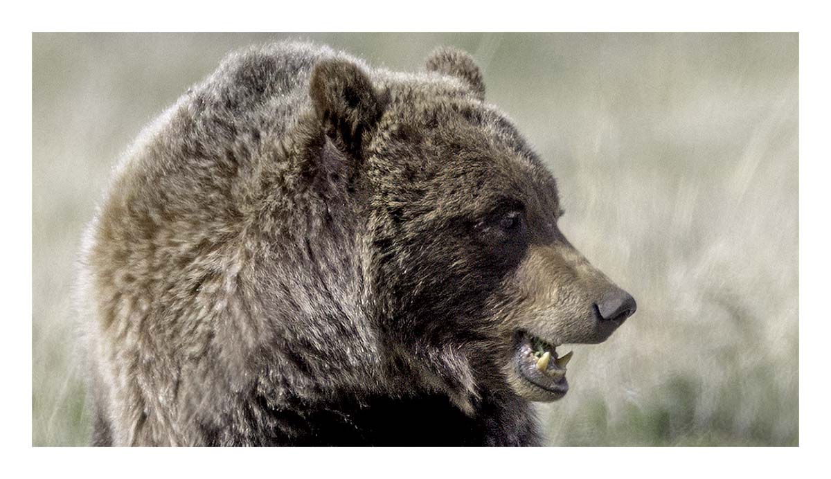 BCJ Spring in Yellowstone - Grand Teton