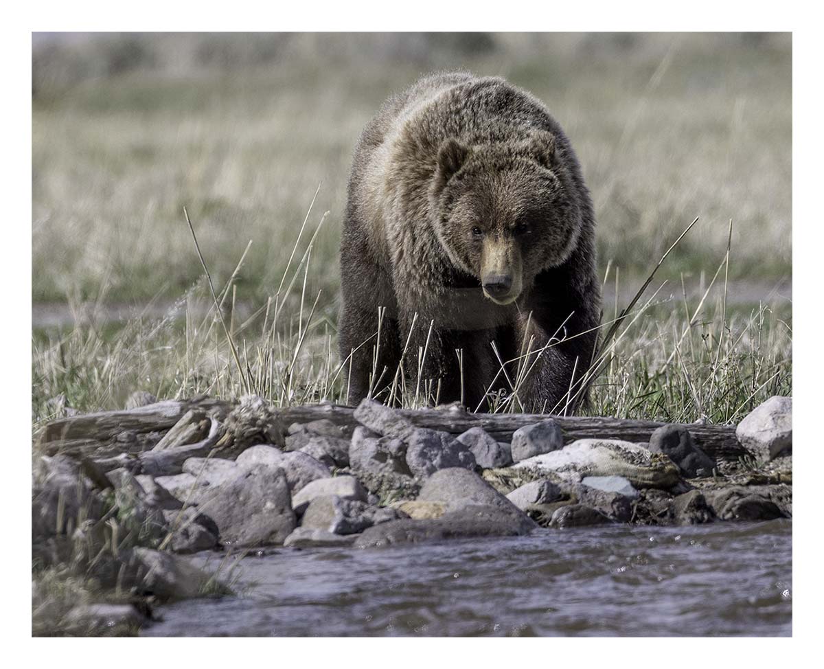 BCJ Spring in Yellowstone - Grand Teton