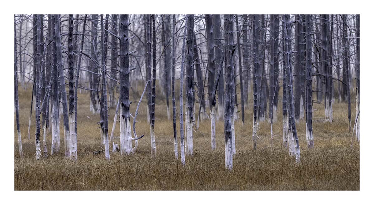 BCJ Spring in Yellowstone - Grand Teton
