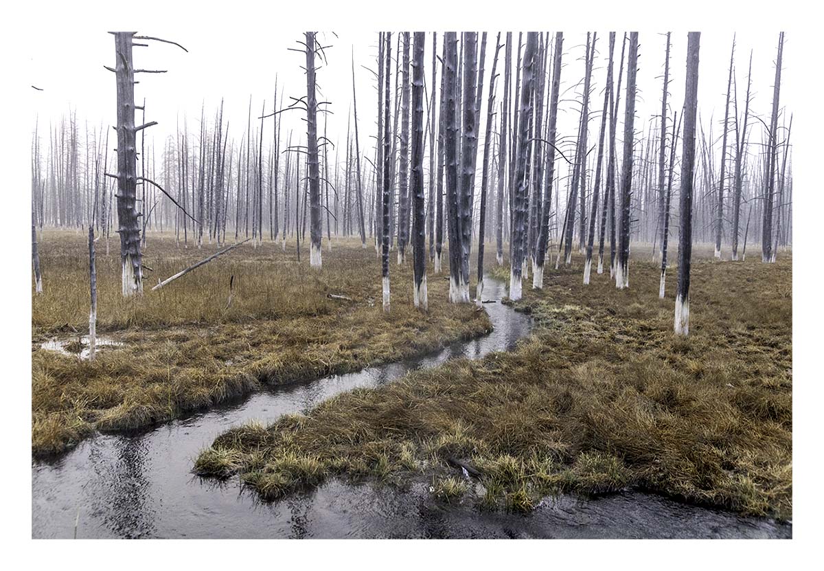BCJ Spring in Yellowstone - Grand Teton