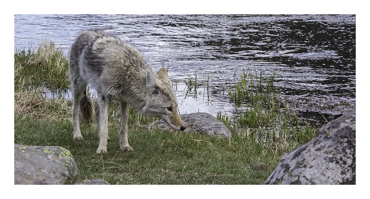 BCJ Spring in Yellowstone - Grand Teton