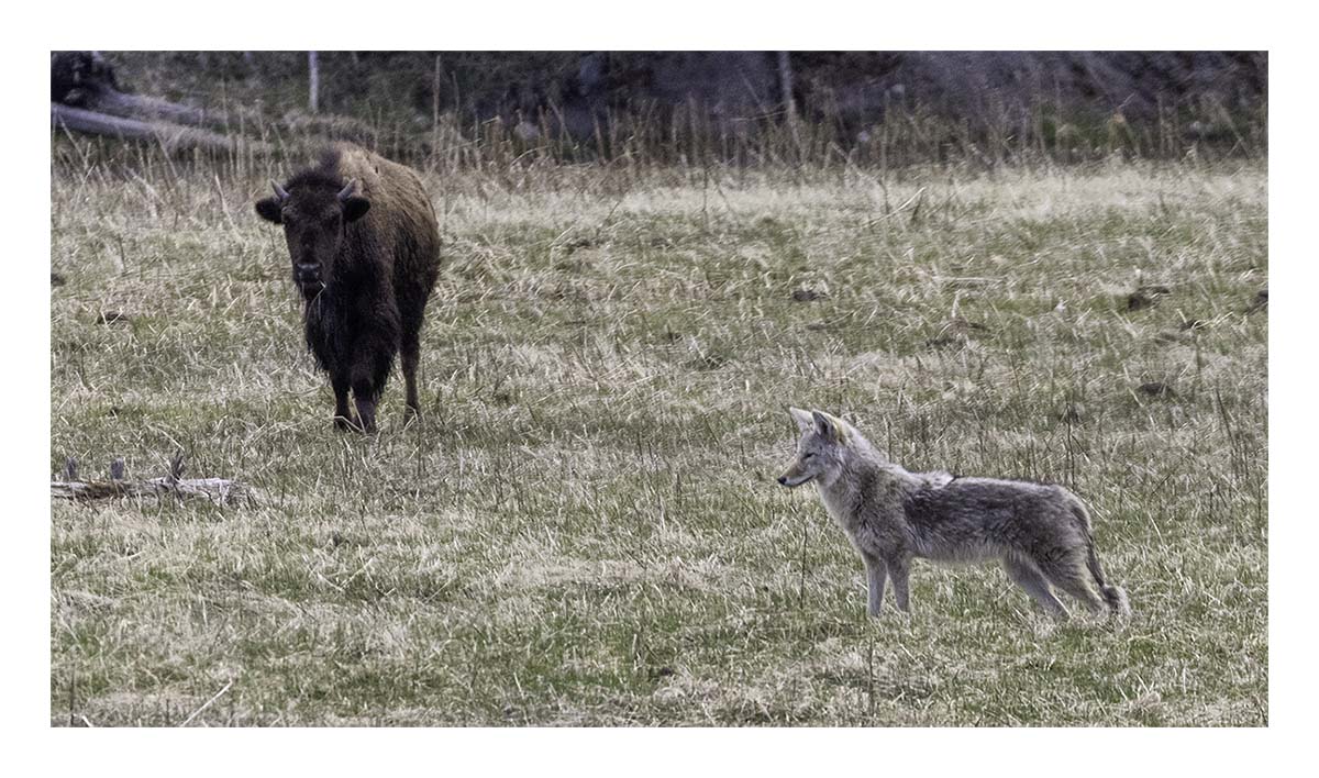 BCJ Spring in Yellowstone - Grand Teton