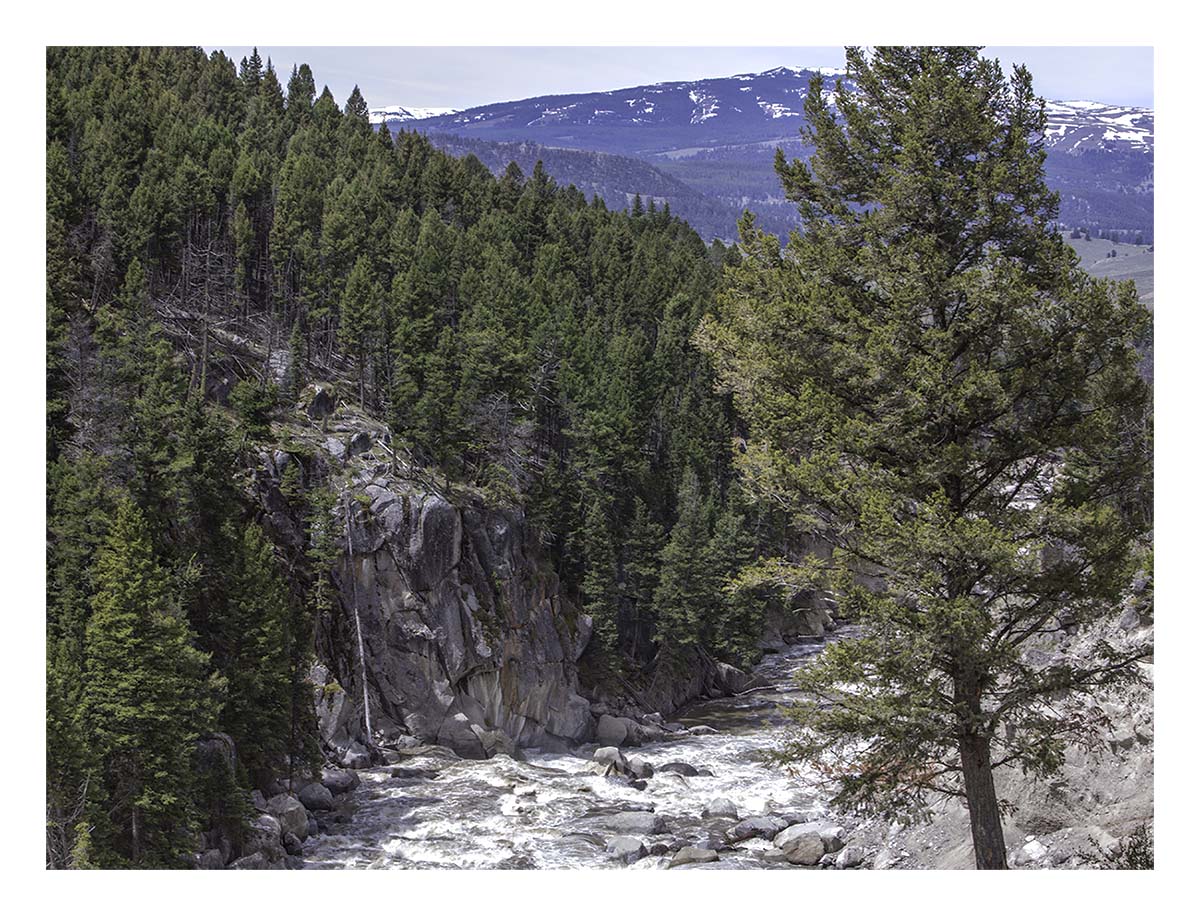 BCJ Spring in Yellowstone - Grand Teton