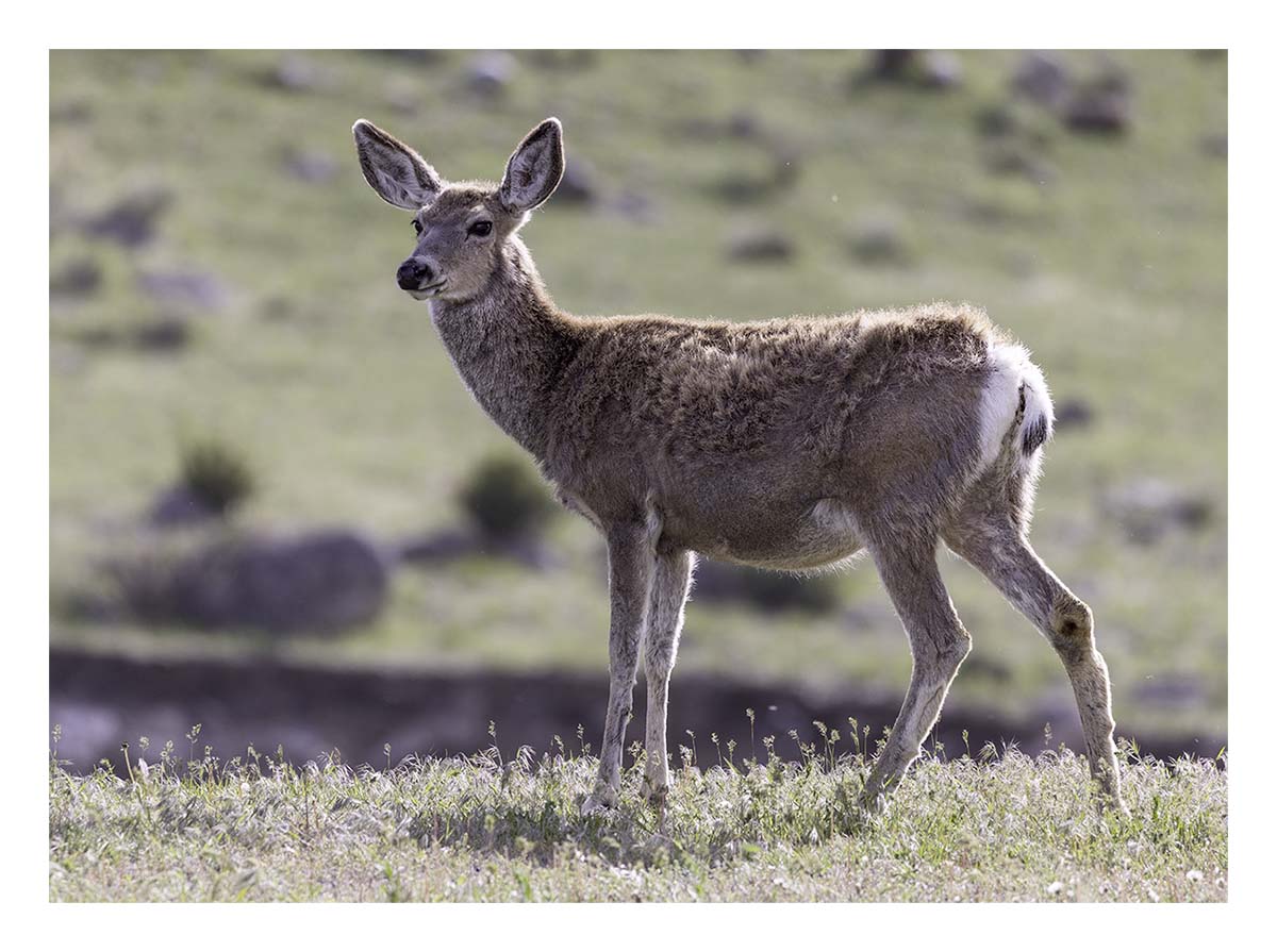 BCJ Spring in Yellowstone - Grand Teton