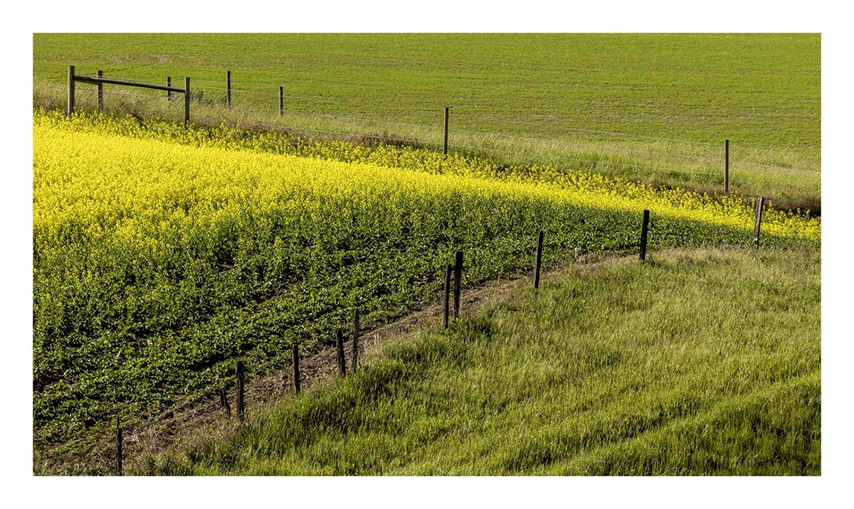 BCJ Spring in the Palouse