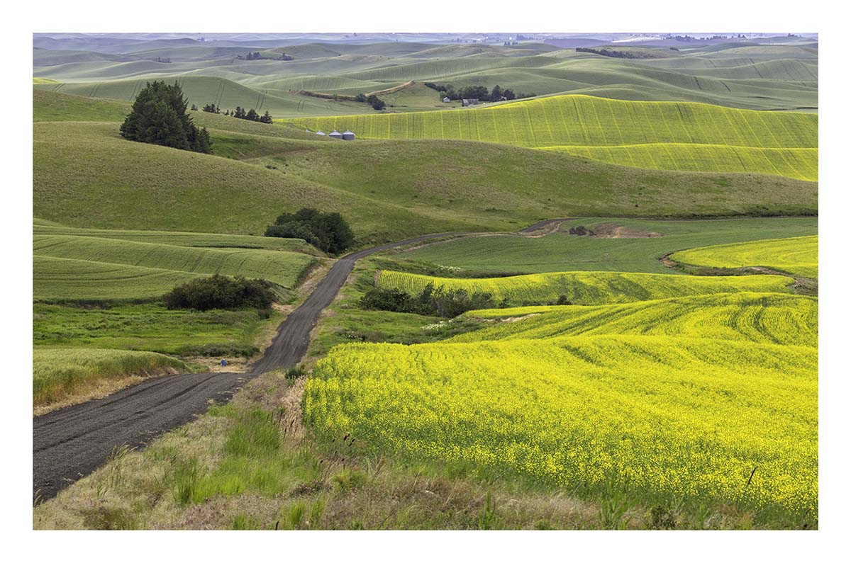BCJ Spring in the Palouse
