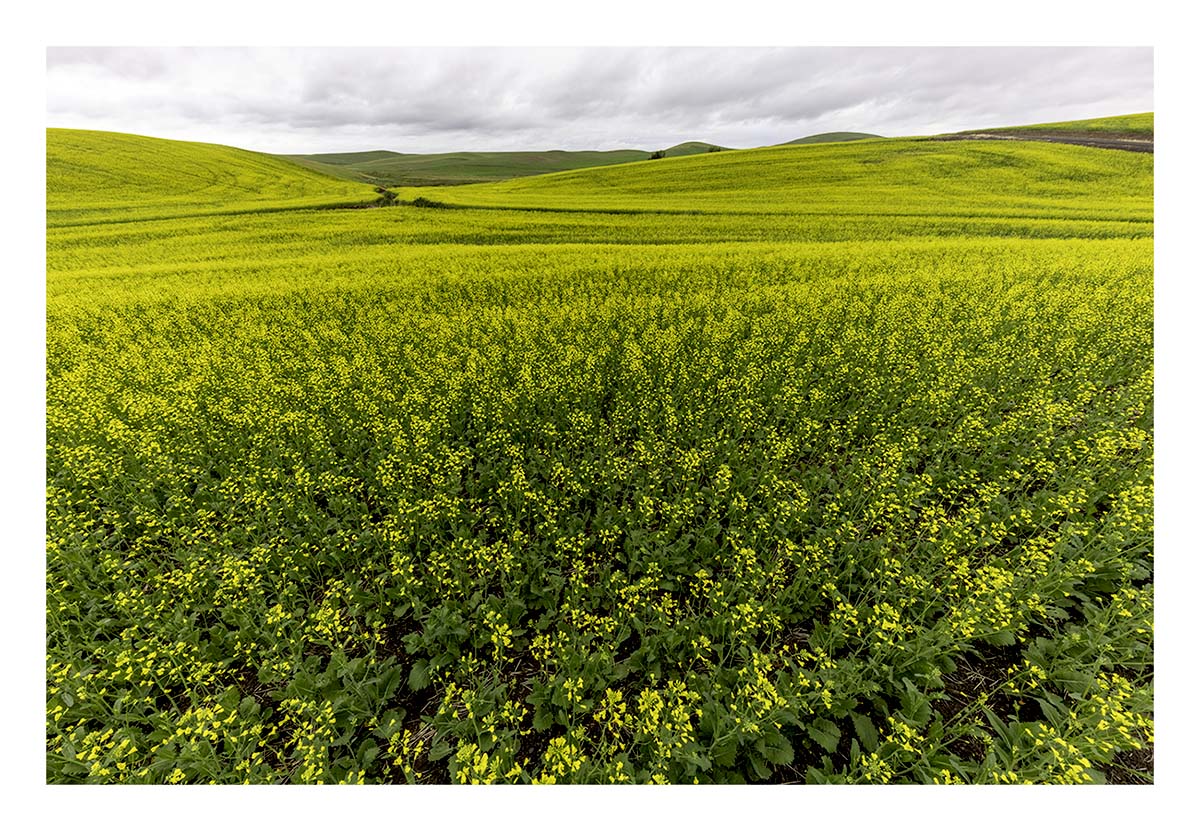 BCJ Spring in the Palouse