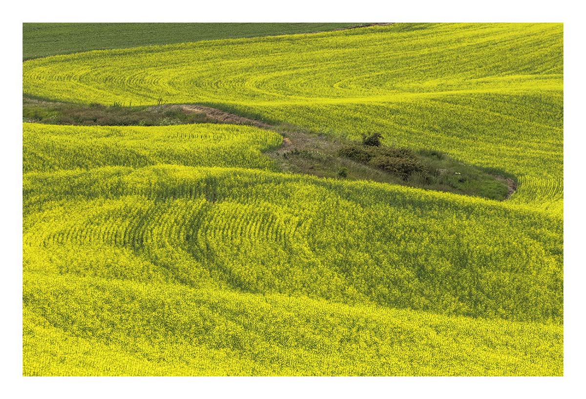 BCJ Spring in the Palouse