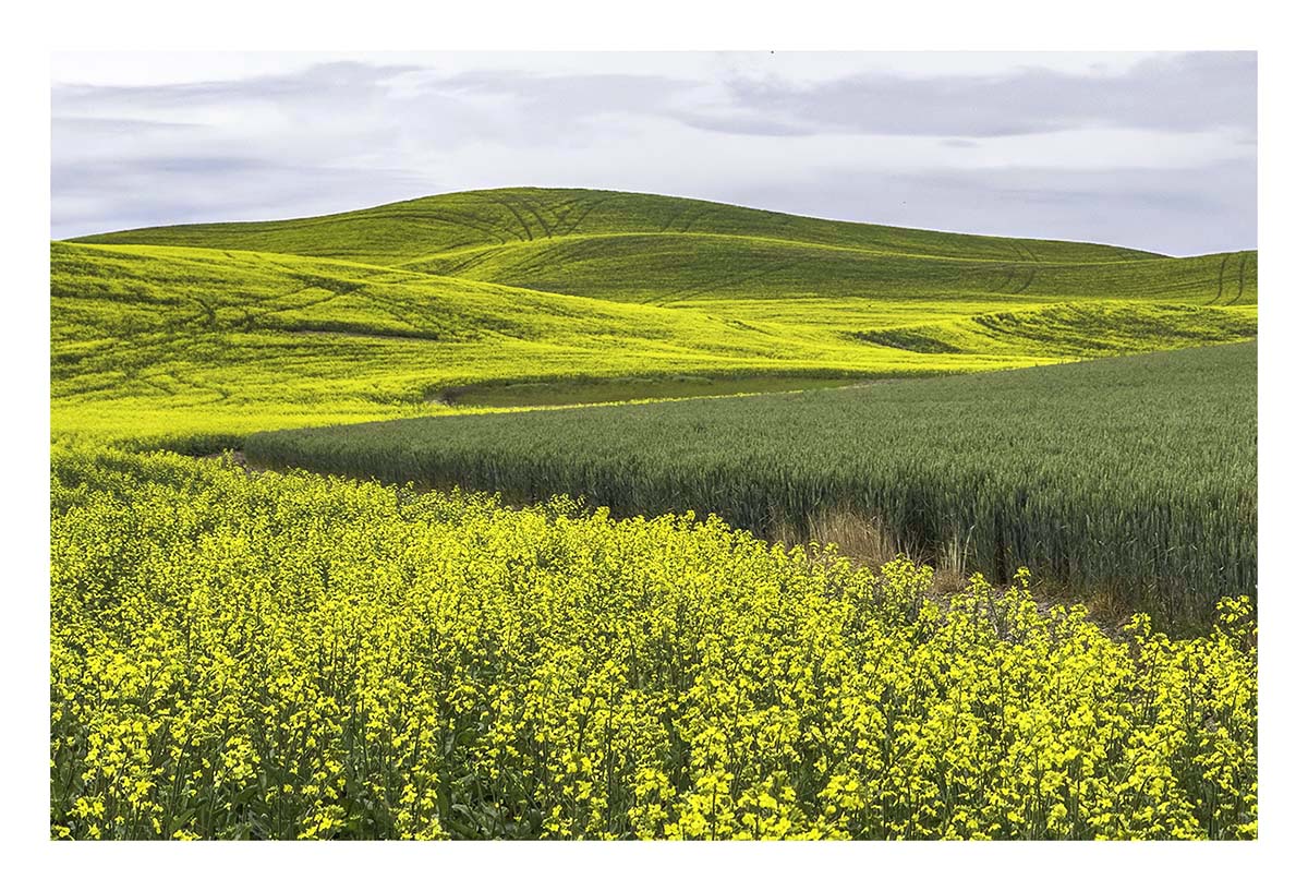 BCJ Spring in the Palouse