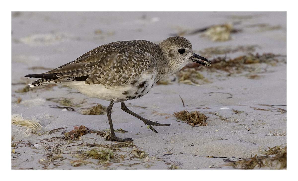 Grey Plover