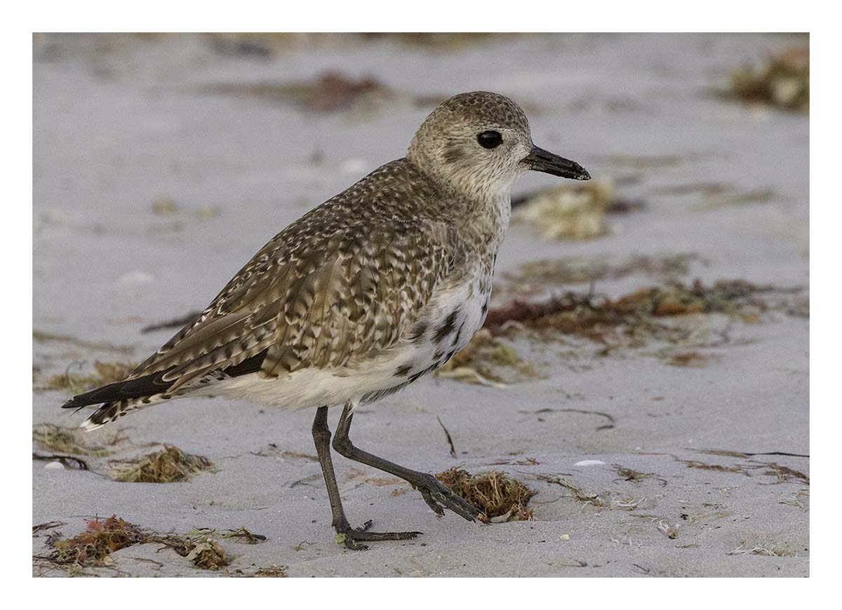 Grey Plover
