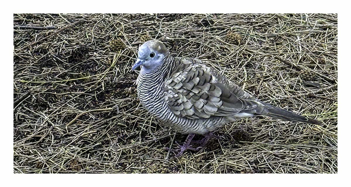 Zebra Dove