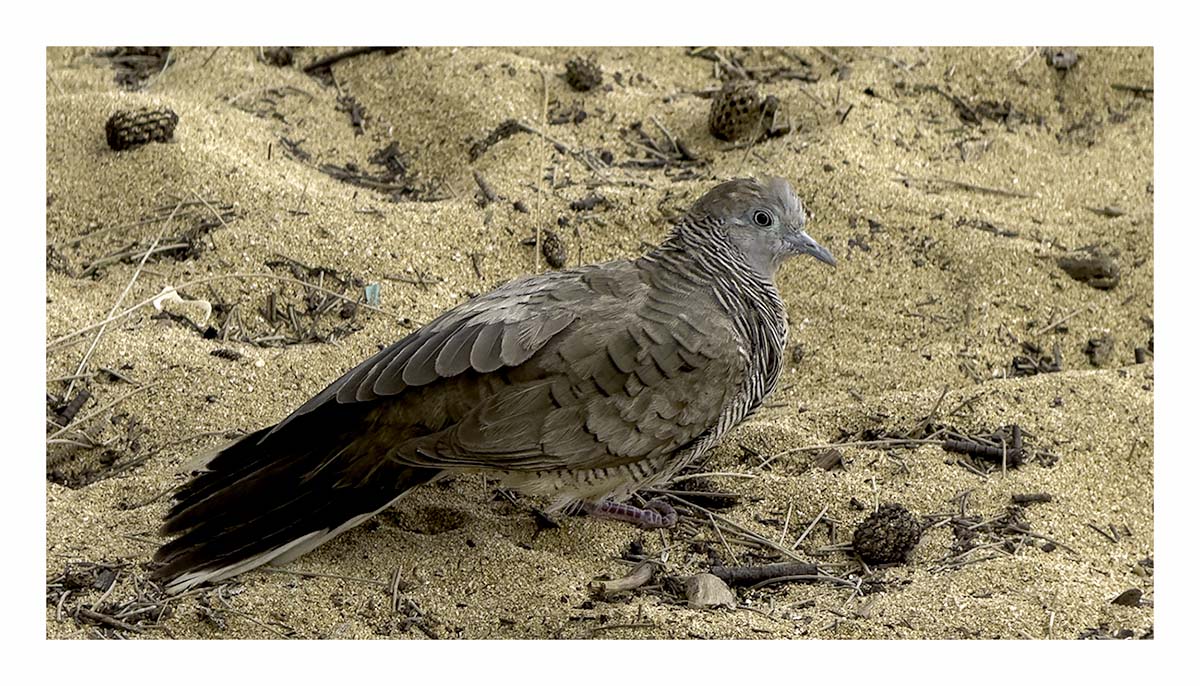 Zebra Dove