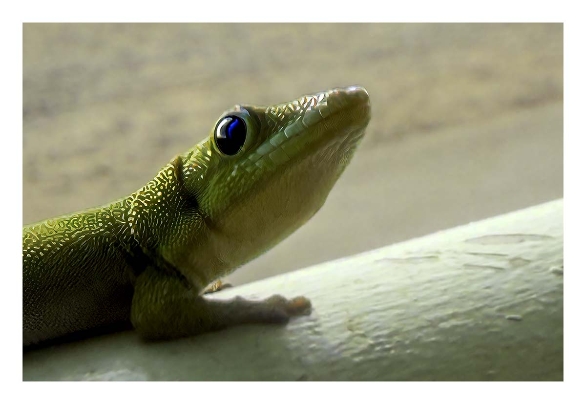 Day Gecko