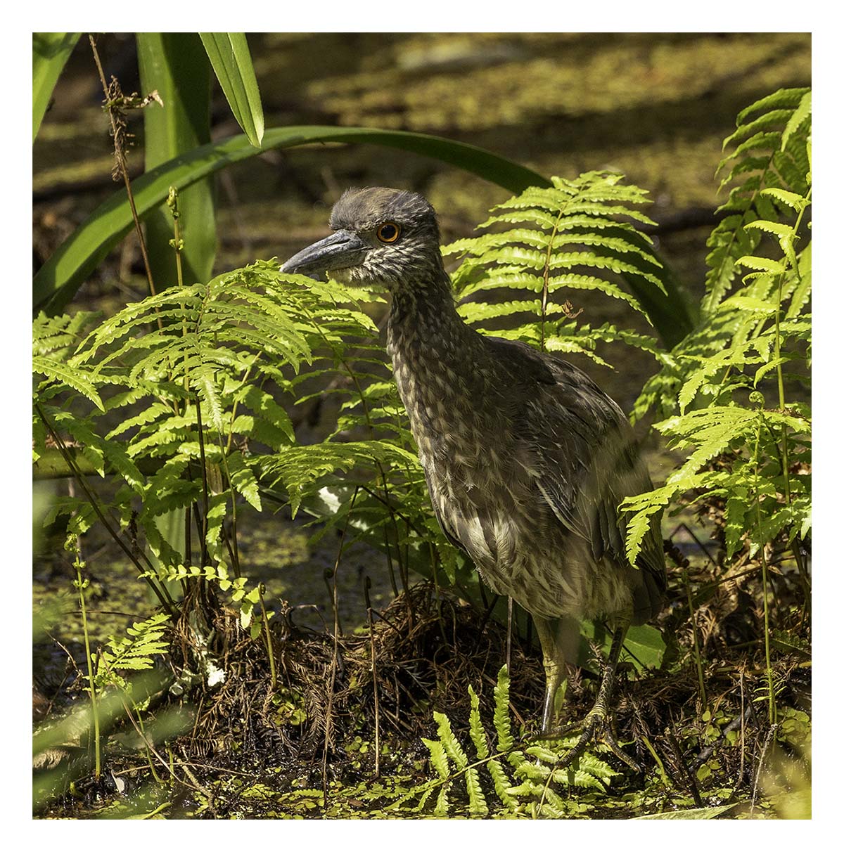 Audubon Corkscrew Swamp