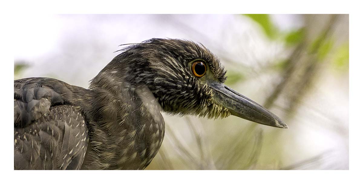 Audubon Corkscrew Swamp