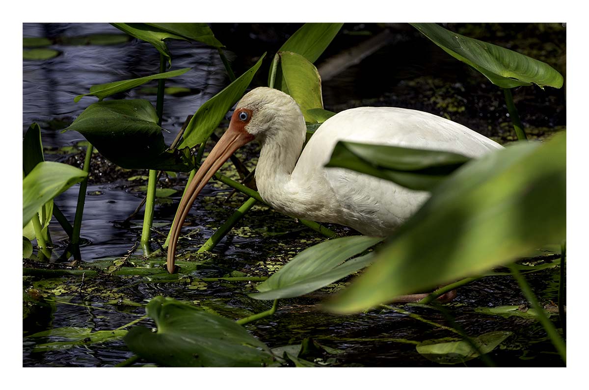 Audubon Corkscrew Swamp
