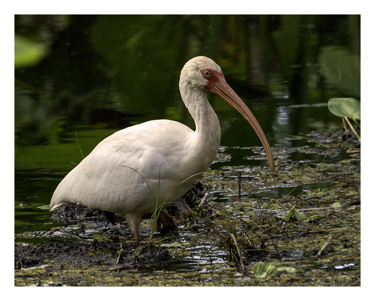 Audubon Corkscrew Swamp