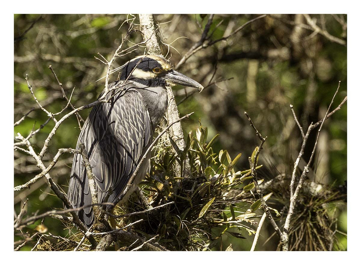 Audubon Corkscrew Swamp