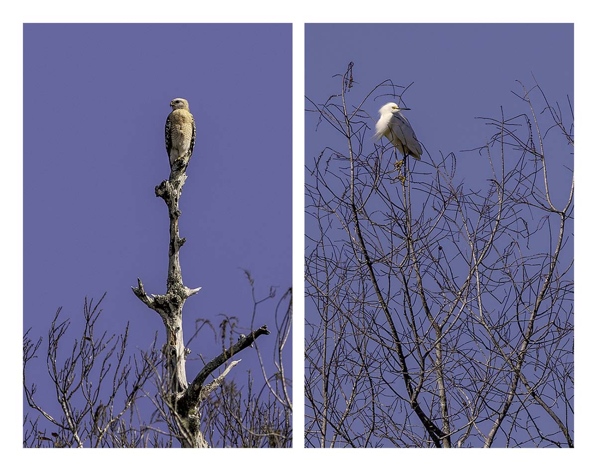 Audubon Corkscrew Swamp