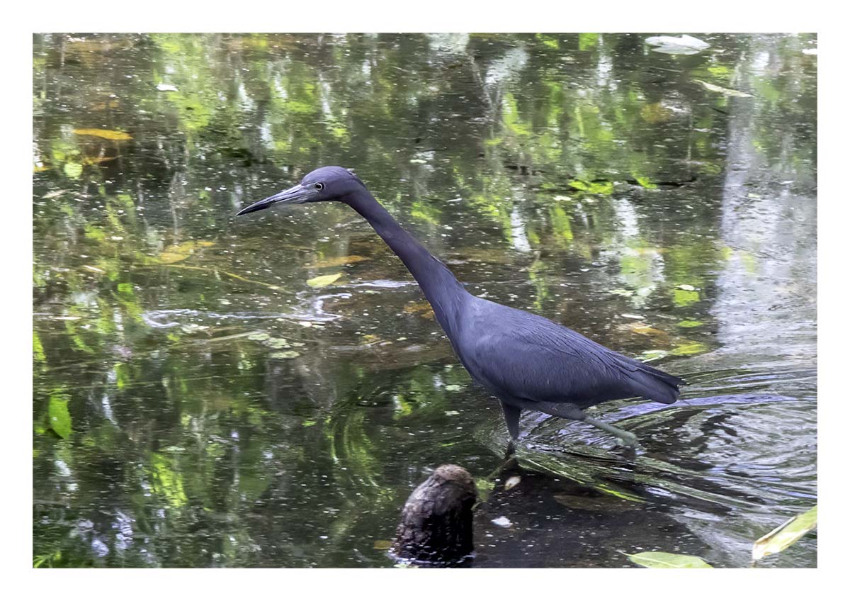 Audubon Corkscrew Swamp