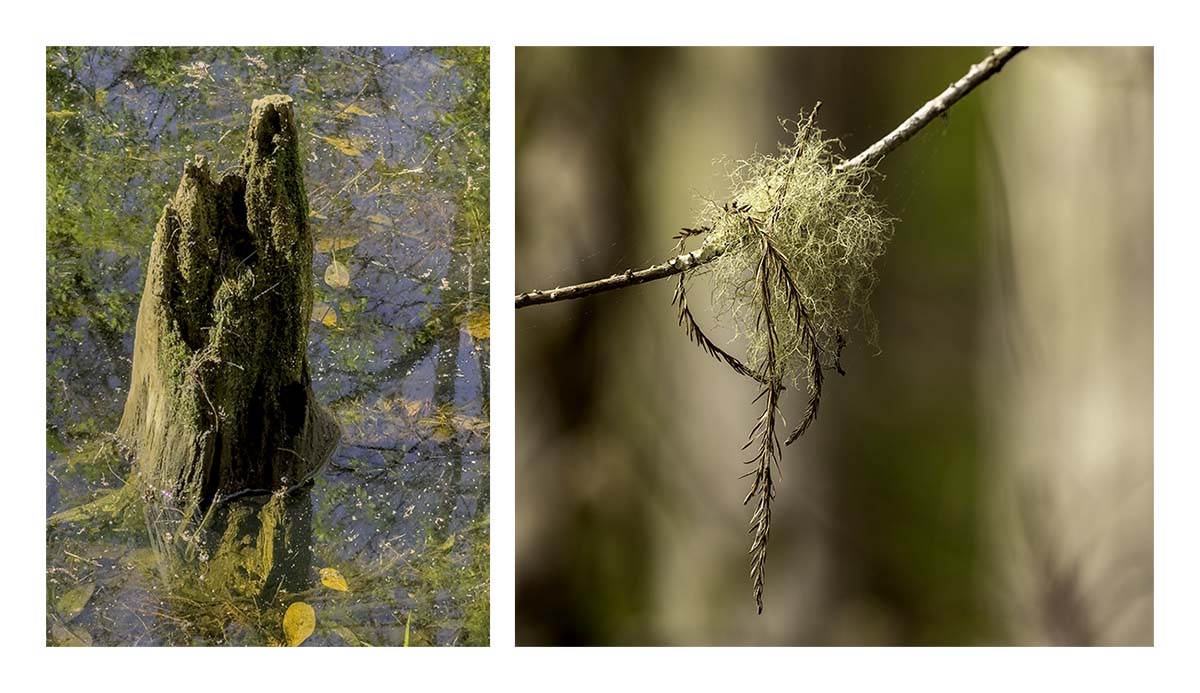 Audubon Corkscrew Swamp