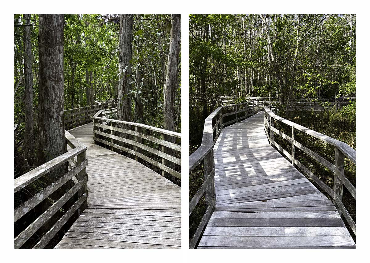 Audubon Corkscrew Swamp