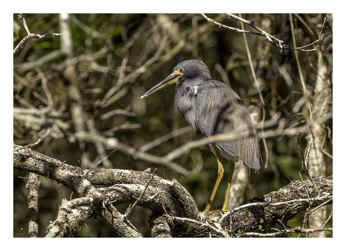 Audubon Corkscrew Swamp