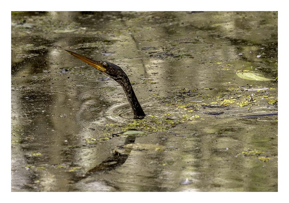 Audubon Corkscrew Swamp