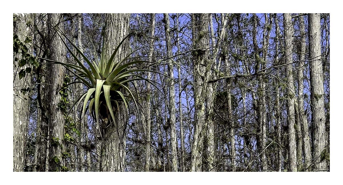 Audubon Corkscrew Swamp