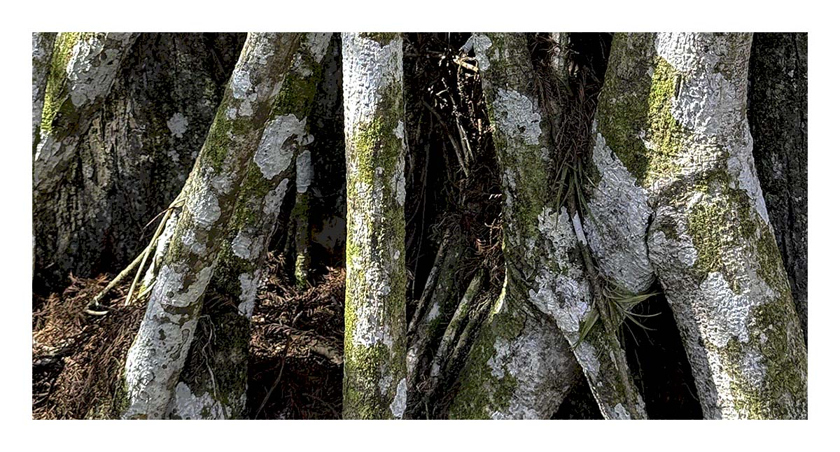 Audubon Corkscrew Swamp