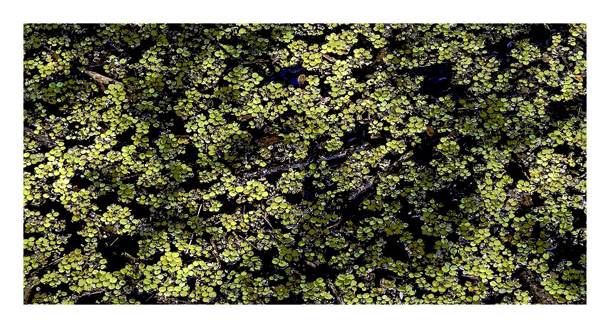Audubon Corkscrew Swamp