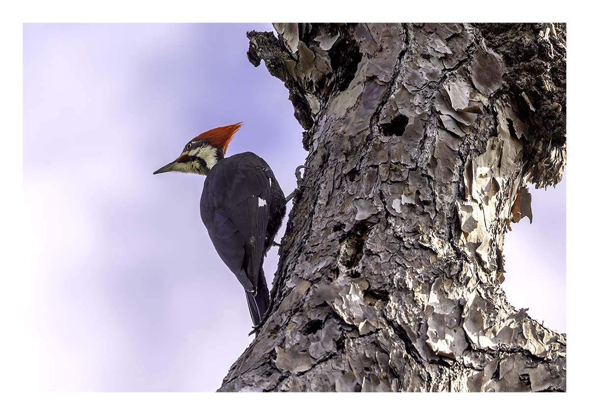 Audubon Corkscrew Swamp