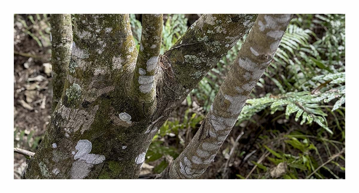 Audubon Corkscrew Swamp
