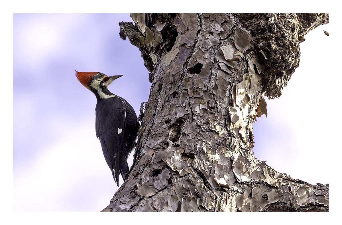 Audubon Corkscrew Swamp