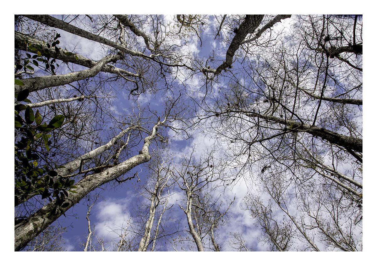 Audubon Corkscrew Swamp