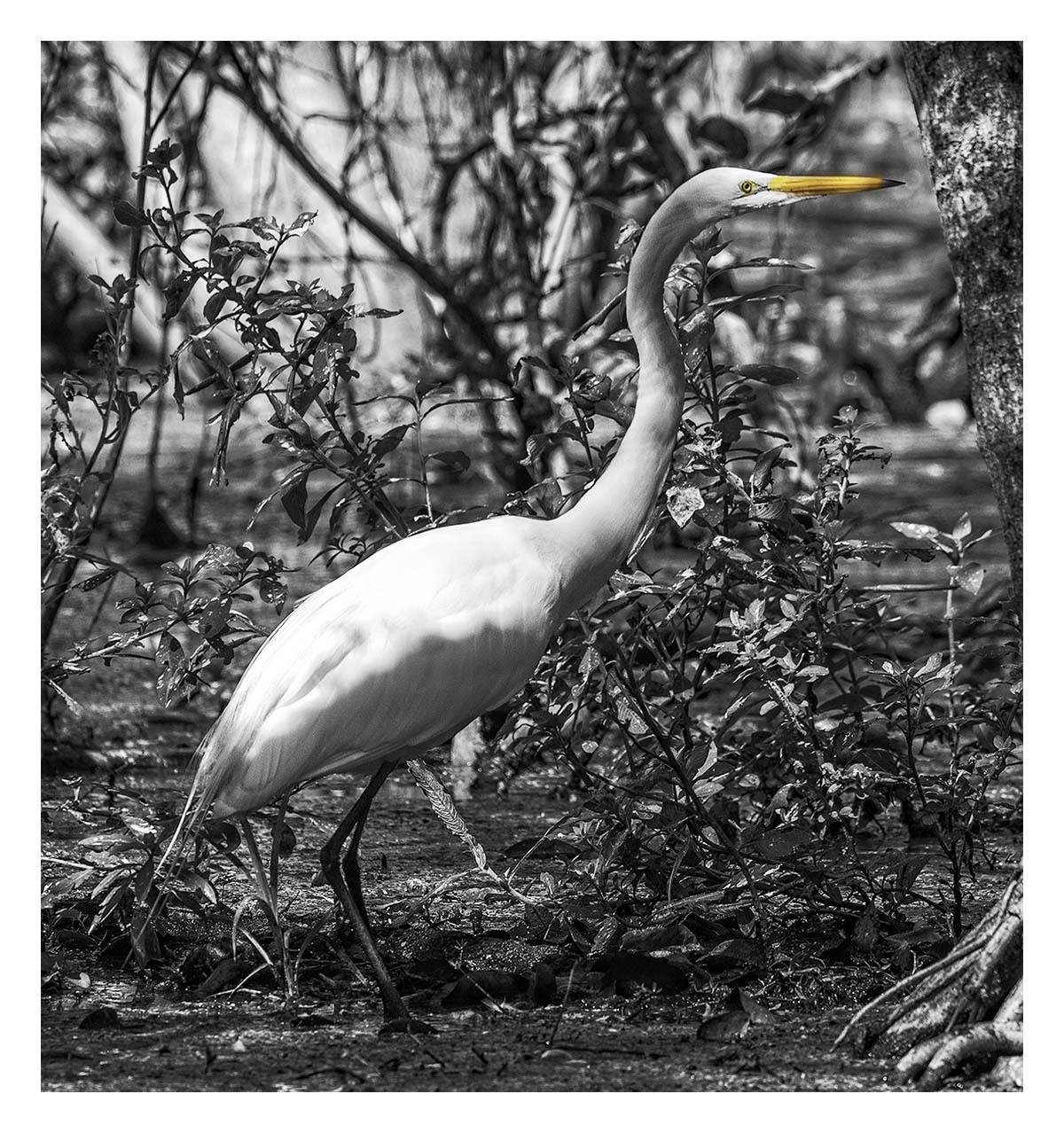 Audubon Corkscrew Swamp